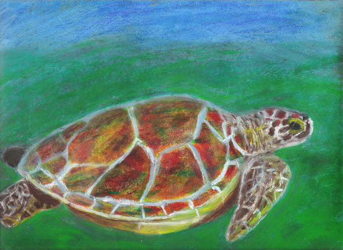 Sea Turtle