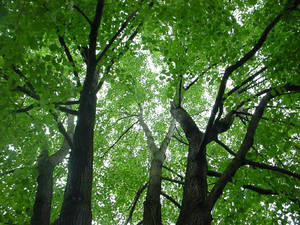 Under the Trees - Boston