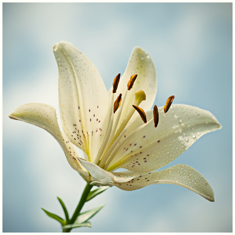 white lily