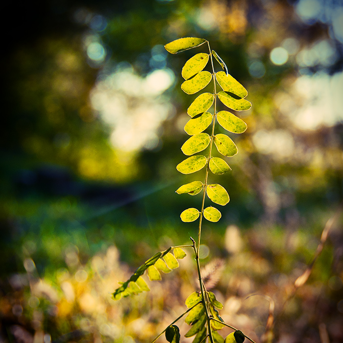 green leaves