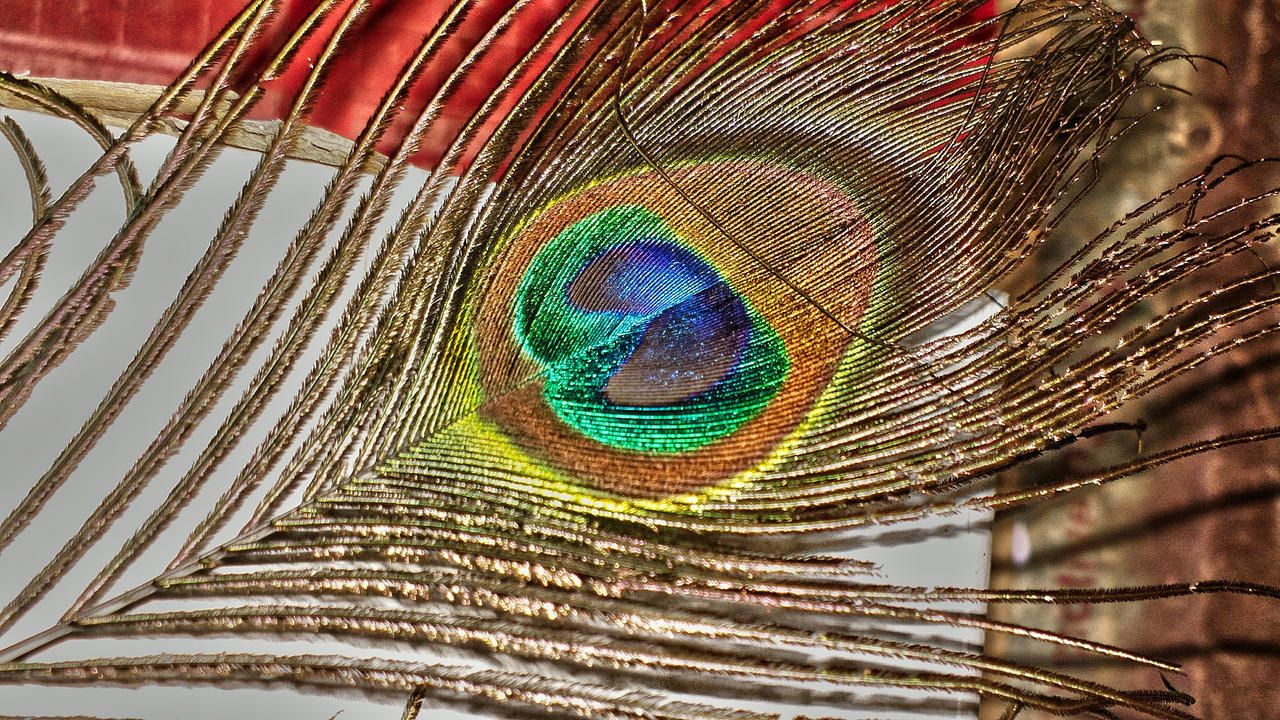 Peacock Feather