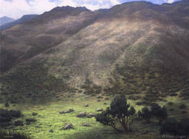 Papallacta Hillside