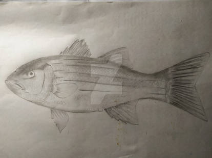 Explore the Best Bangus Art | DeviantArt