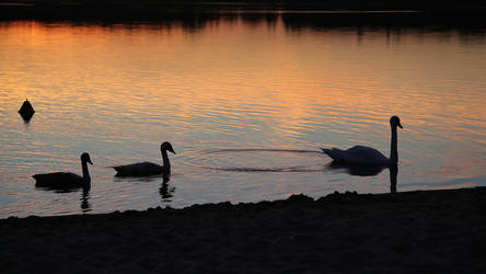 Swans on the lake