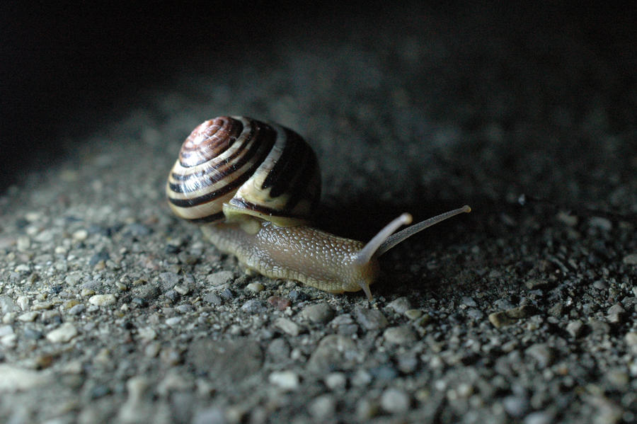 Snail 4