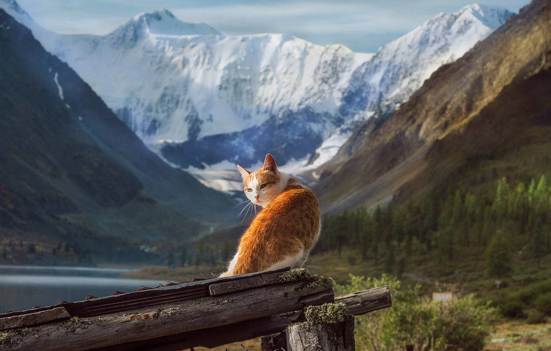 Жизнь животных в горах. Гора кошка. Коты в горах. Природа с животными. Кошка на фоне гор.