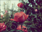 Vintage rose by Brown-circle
