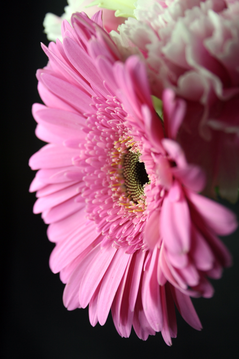 Pink Gerbera