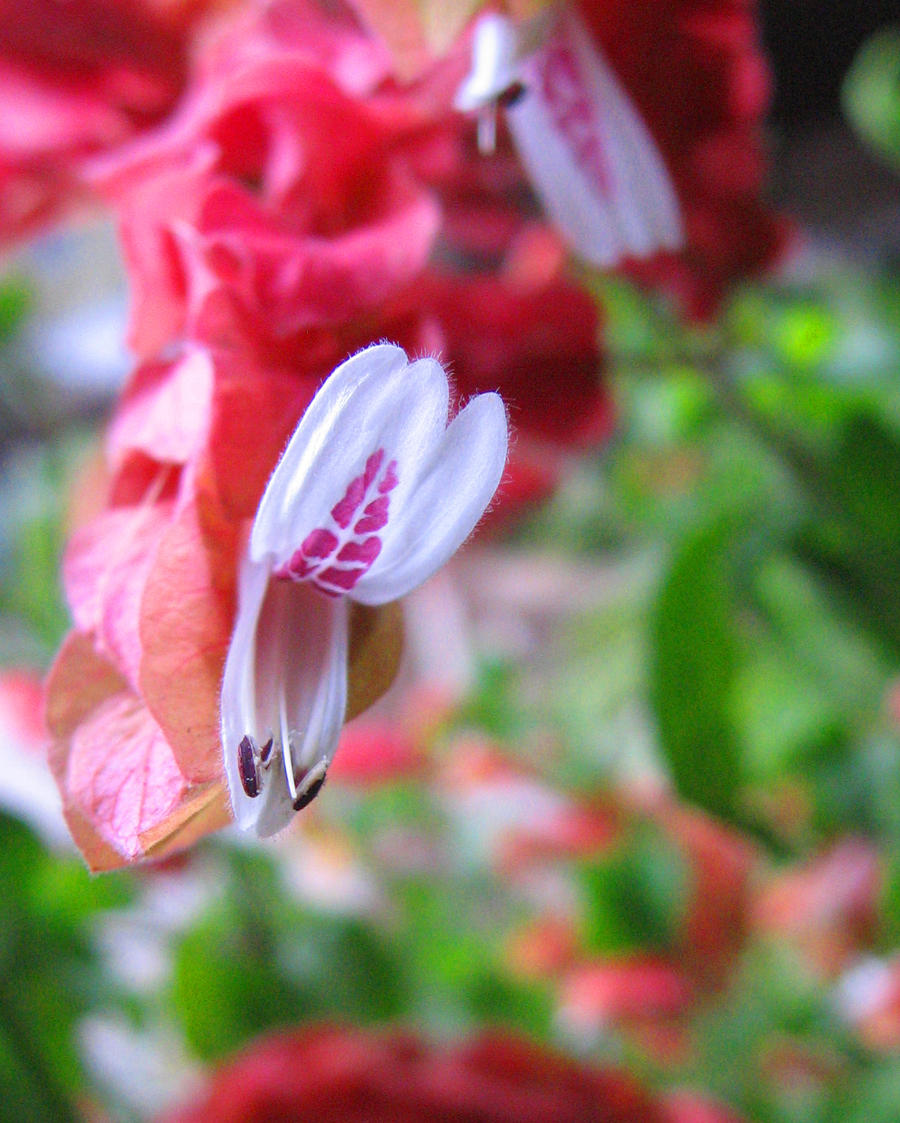 Snappy Flower