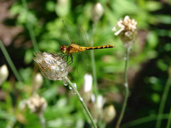 Dragonfly on a flower