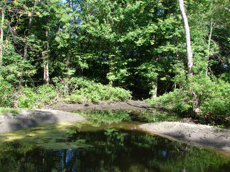 Pond Landscape