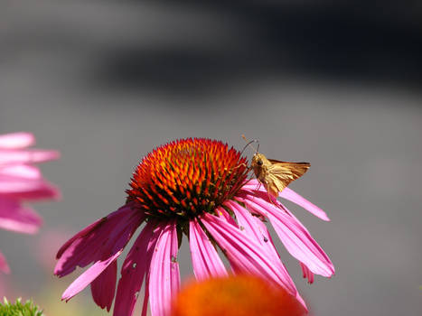 Moth on Flower