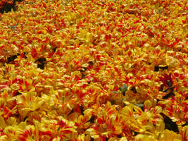 Flower: Field Full of Tulips