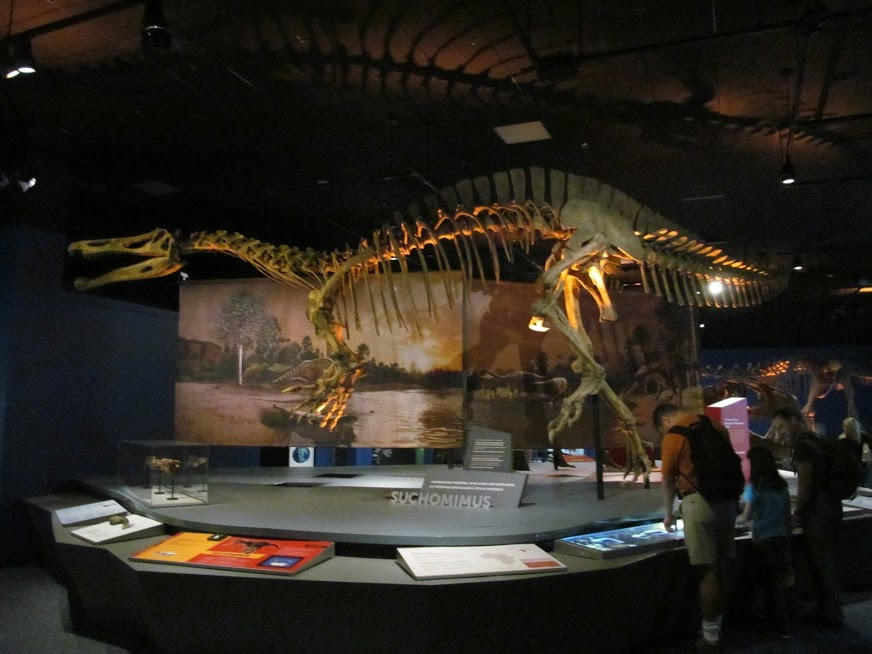 Suchomimus tenerensis Skeleton (side) by Philoceratops on DeviantArt