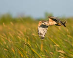 Everglades Hawk by datfly