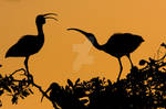 White Ibis Silhouette by datfly