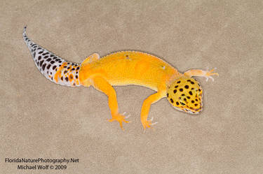 Super Hypo Tang Leopard Gecko