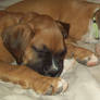 Boxer Puppies