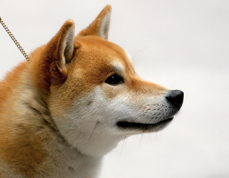 Shiba Inu