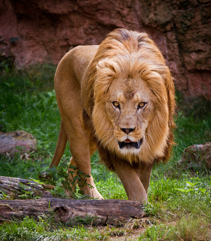 Barbary lion