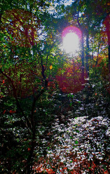 Light Lit Path