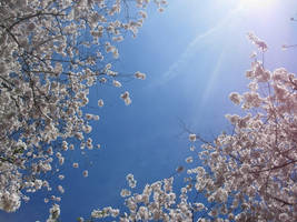 Cherry Blossom Trees