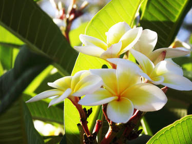 frangipani.