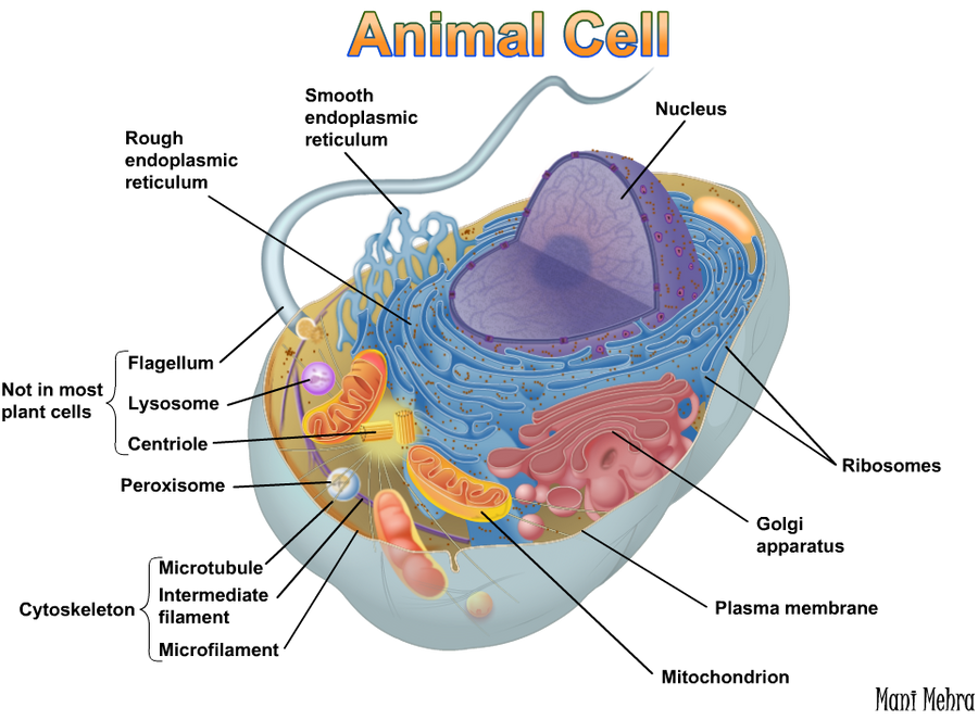 Animal cell by ManishMehra on DeviantArt Animal cell by ManishMehra on DeviantArt