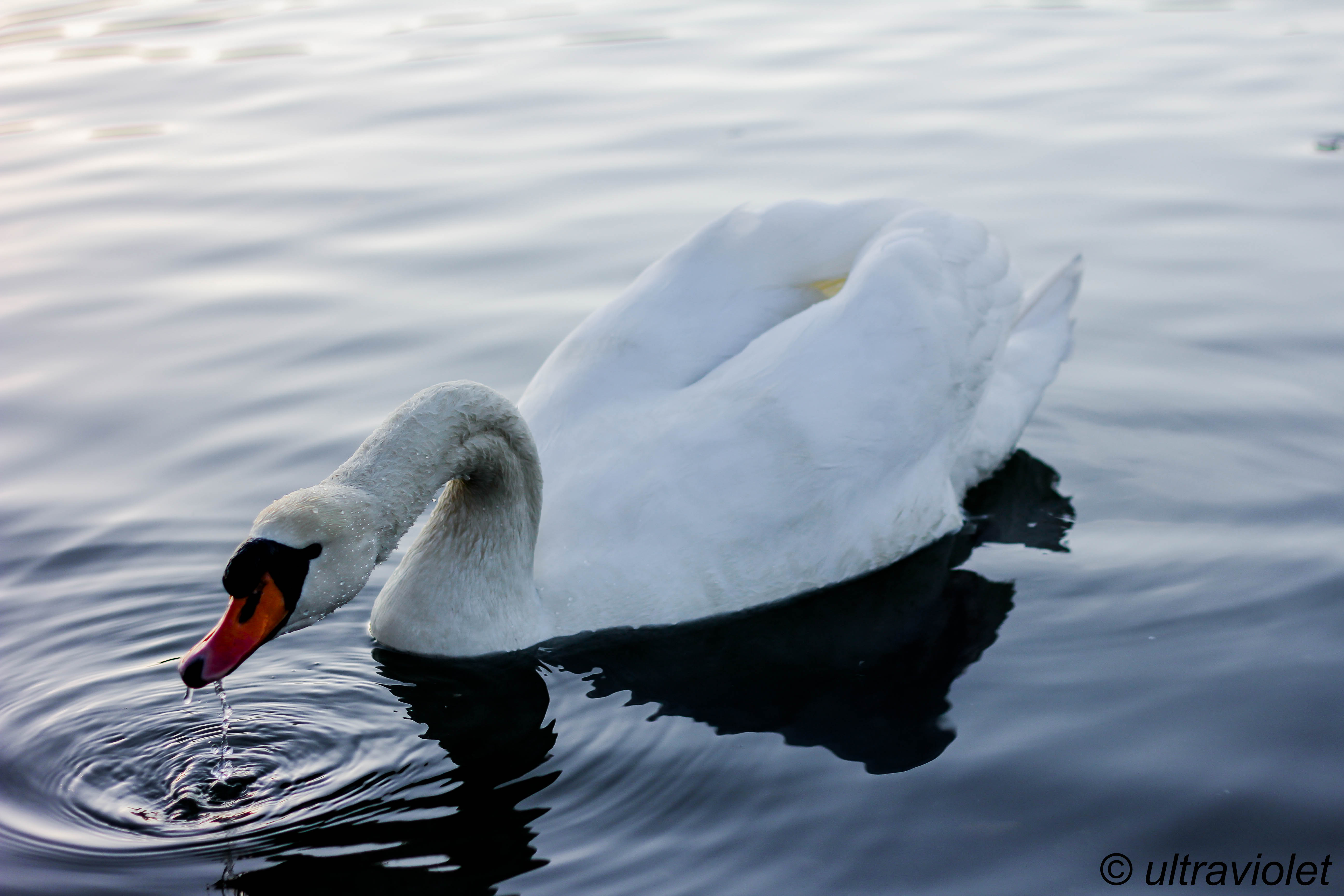 23022014-Cygne-17