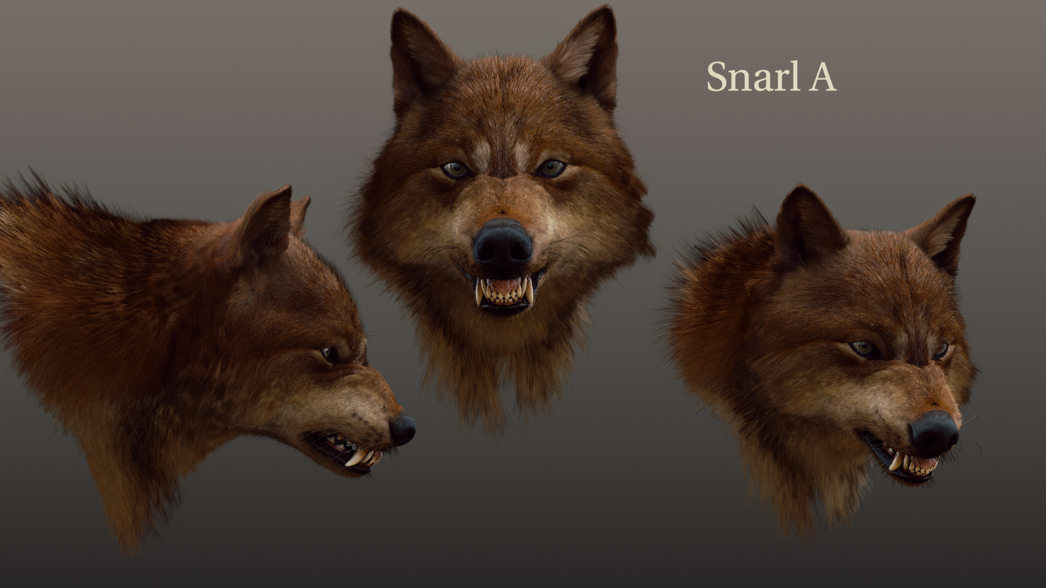 wolf expressions- snarl A