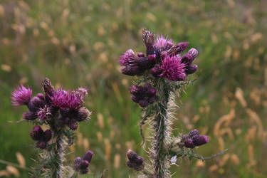 Thistle