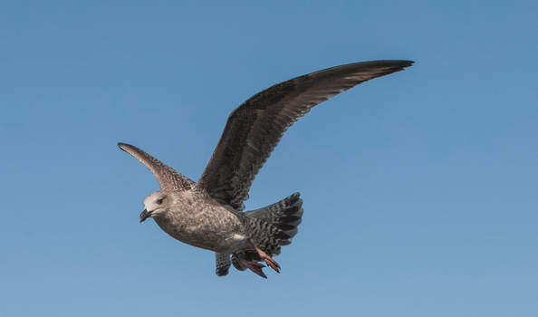 seagull in flight 