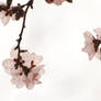 Cherry Flowers III