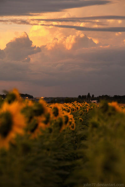 Sunset row