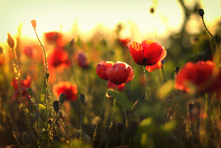 Poppies 50mm 1.8