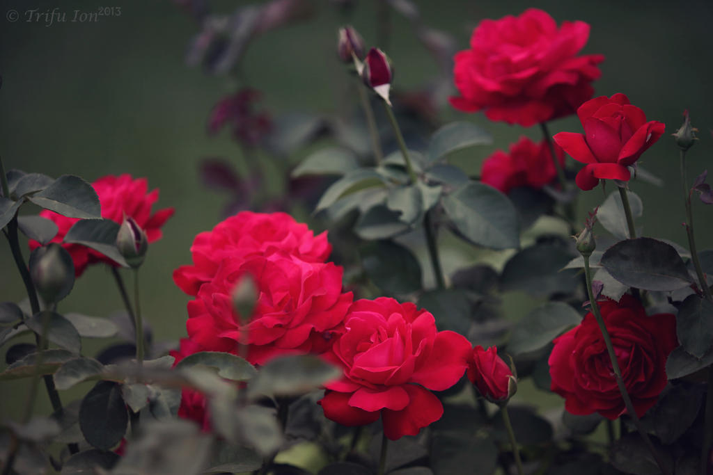 Red Roses by John77 on DeviantArt