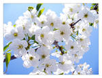 Cherry Flowers by John77
