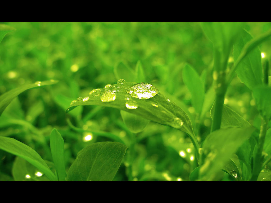 Green by John77