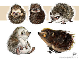 Hedgehogs Study