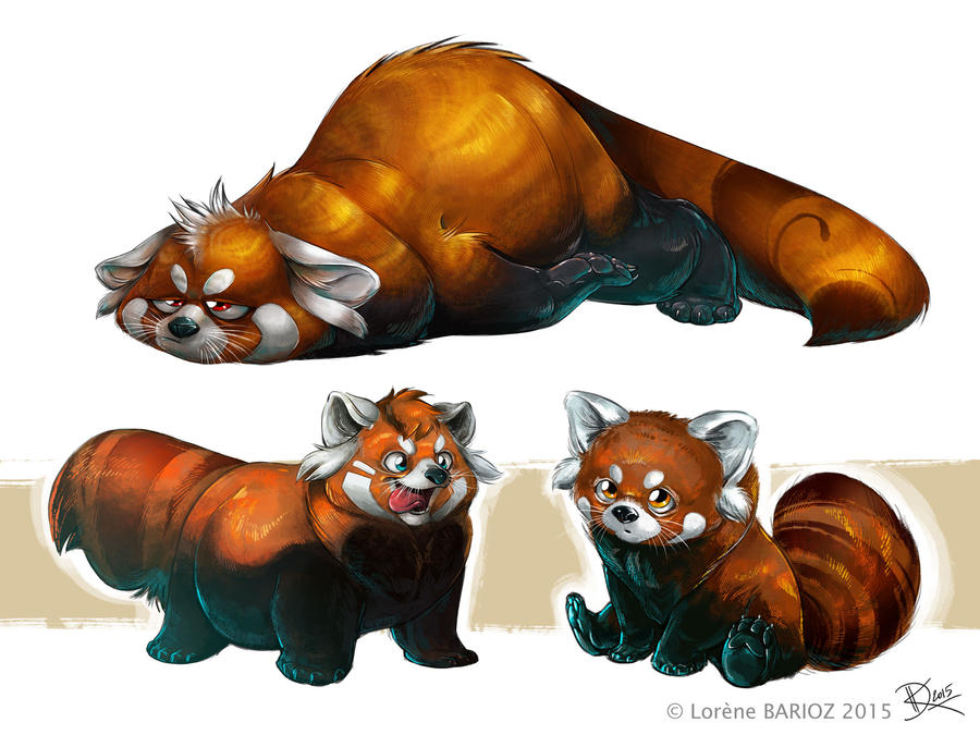 Red Panda study by Dragibuz on DeviantArt