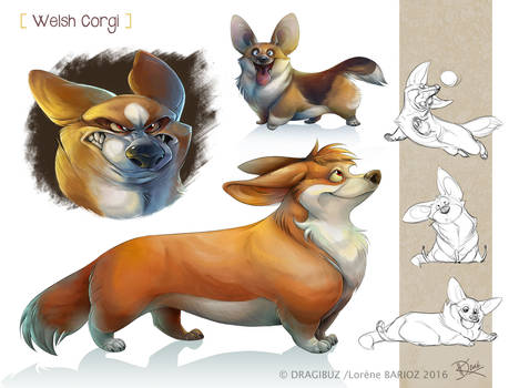 Welsh Corgi