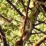 Squirrel in a tree