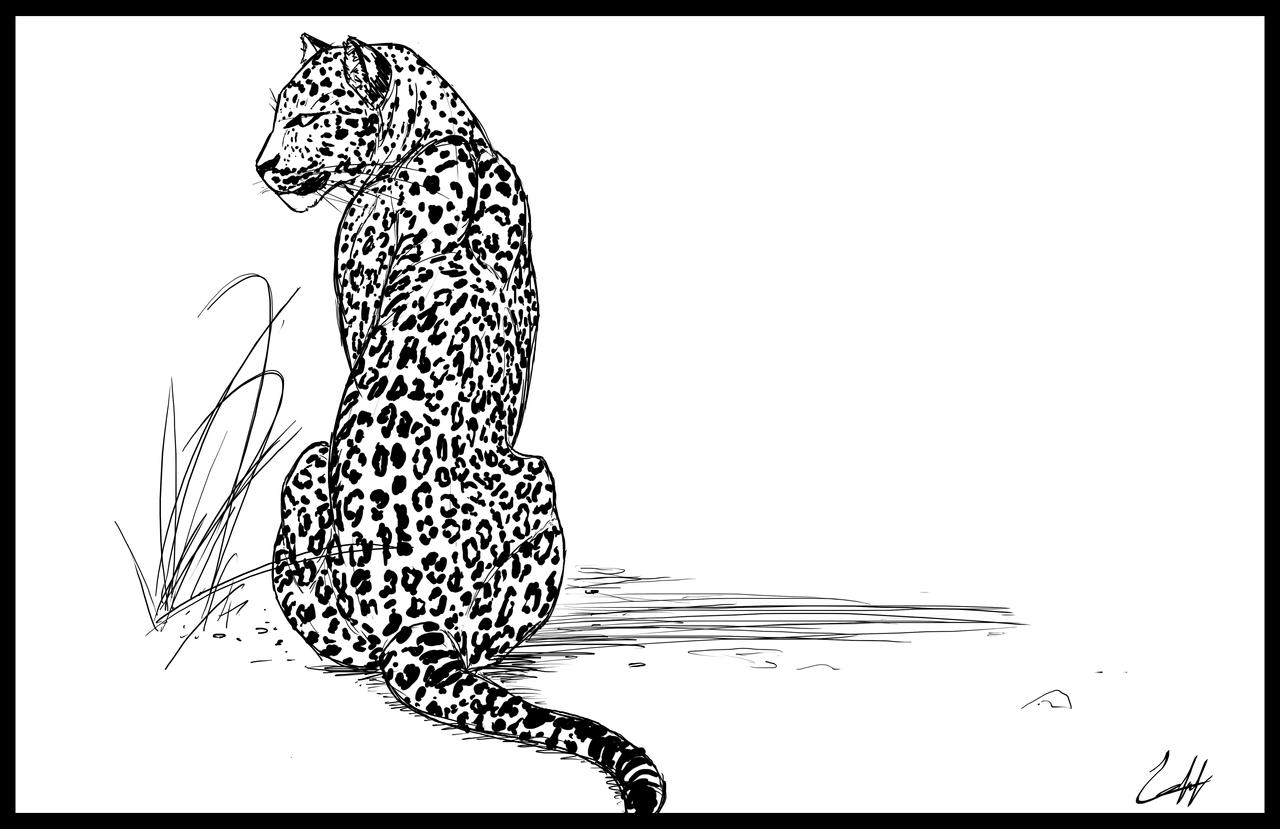 Leopard Back Turn Leopard back by Illiadis on DeviantArt