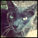 Lovely cat by lnp