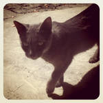 Shadow cat by lnp