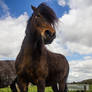 Dartmoor Ponies