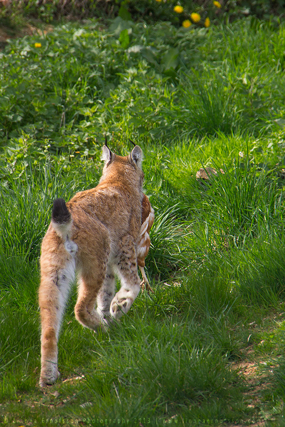 Lynx I