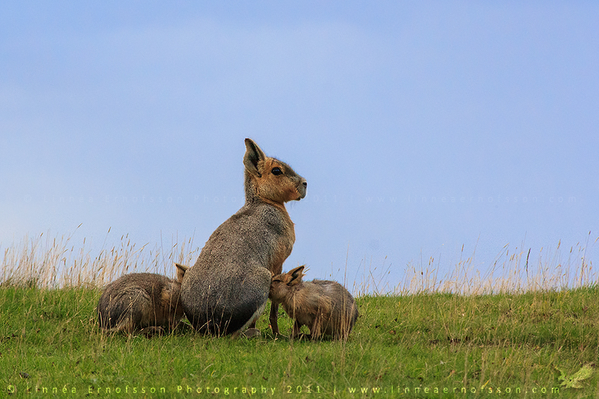 Mara Family