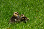 Mallard Ducklings by linneaphoto