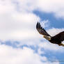 Apache the American Bald Eagle. **